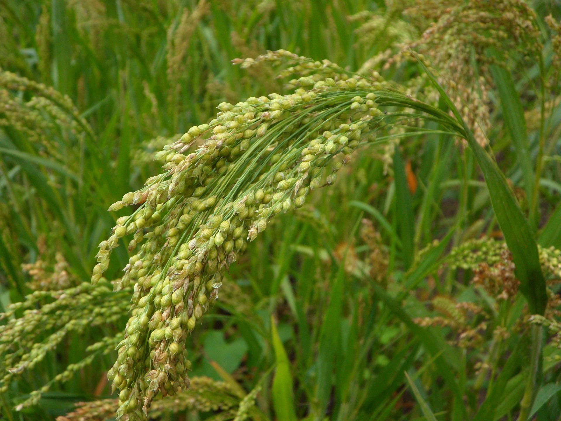 couvert-vegetal-fourragere-millet-blanc