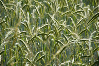 couvert-vegetal-fourragere-seigle-fourrager