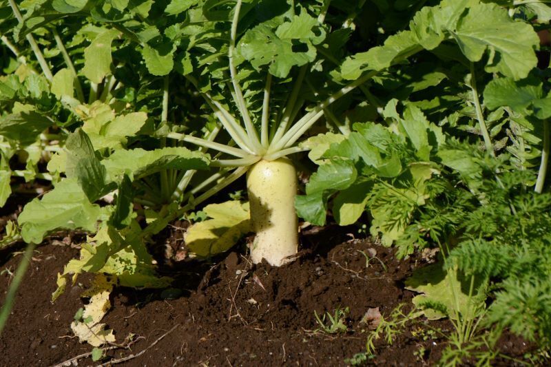 couvert-vegetal-radis-fourrager