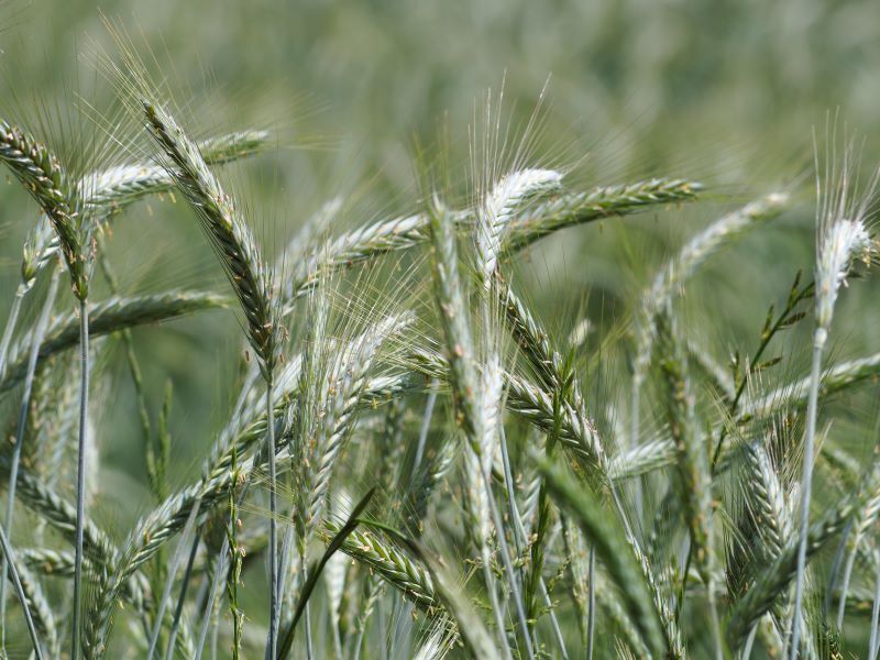 couvert-vegetal-seigle-forrestier