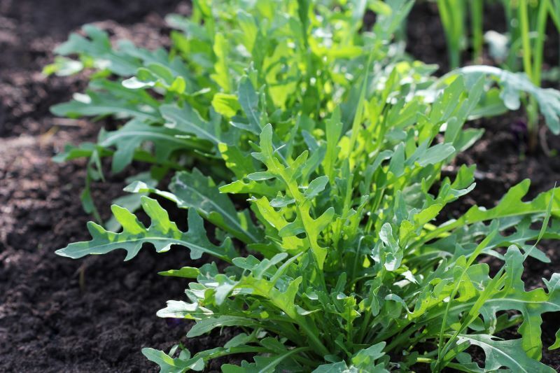 fourragere-couvert-vegetal-roquette