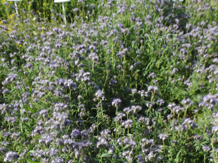 Herbomix 104