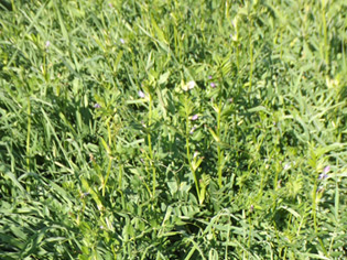 Herbomix 407