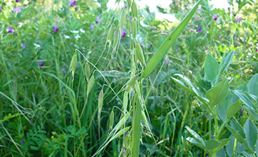 mélange D
