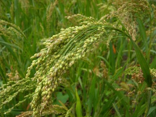 couvert-vegetal-fourragere-millet-blanc