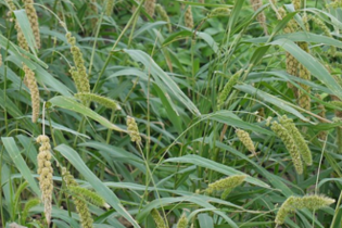 couvert-vegetal-fourragere-moha