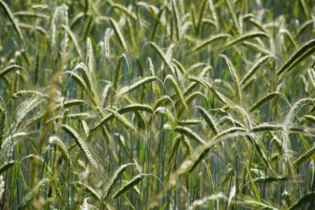 couvert-vegetal-fourragere-seigle-fourrager
