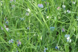 couvert-vegetal-gesse-commune