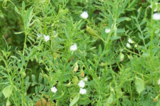 couvert-vegetal-lentille-fourragere