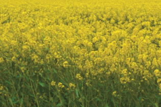 couvert-vegetal-moutarde-blanche-anti-nematode