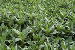 couvert-vegetal-niger