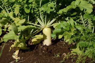 couvert-vegetal-radis-fourrager