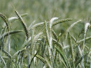 couvert-vegetal-seigle-forrestier