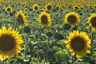 couvert-vegetal-tournesol-fourrager