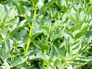 couvert-vegetal-feverole-de-printemps