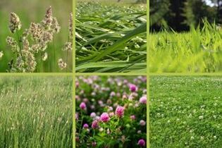 fourragere-green-prairie-fauche-intense
