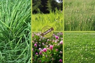 fourragere-green-prairie-fraiche-arrosee