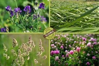 fourragere-luzerne-ray-grass-dactyle-trefle-violet