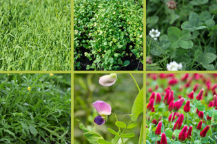 melange-green-couv-viti-1
