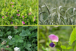 melange-green-couv-viti-2