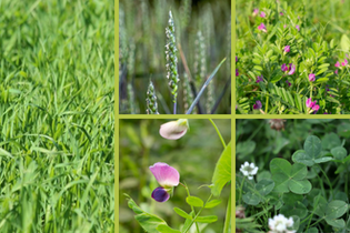 melange-green-couv-viti-3