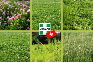 melange-green-prairie-tarda-34