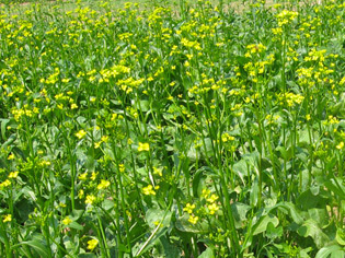 couvert-vegetal-navette