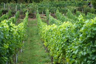 vignes 3