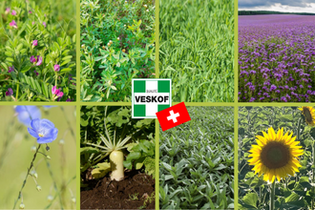melange-couvert-vegetal